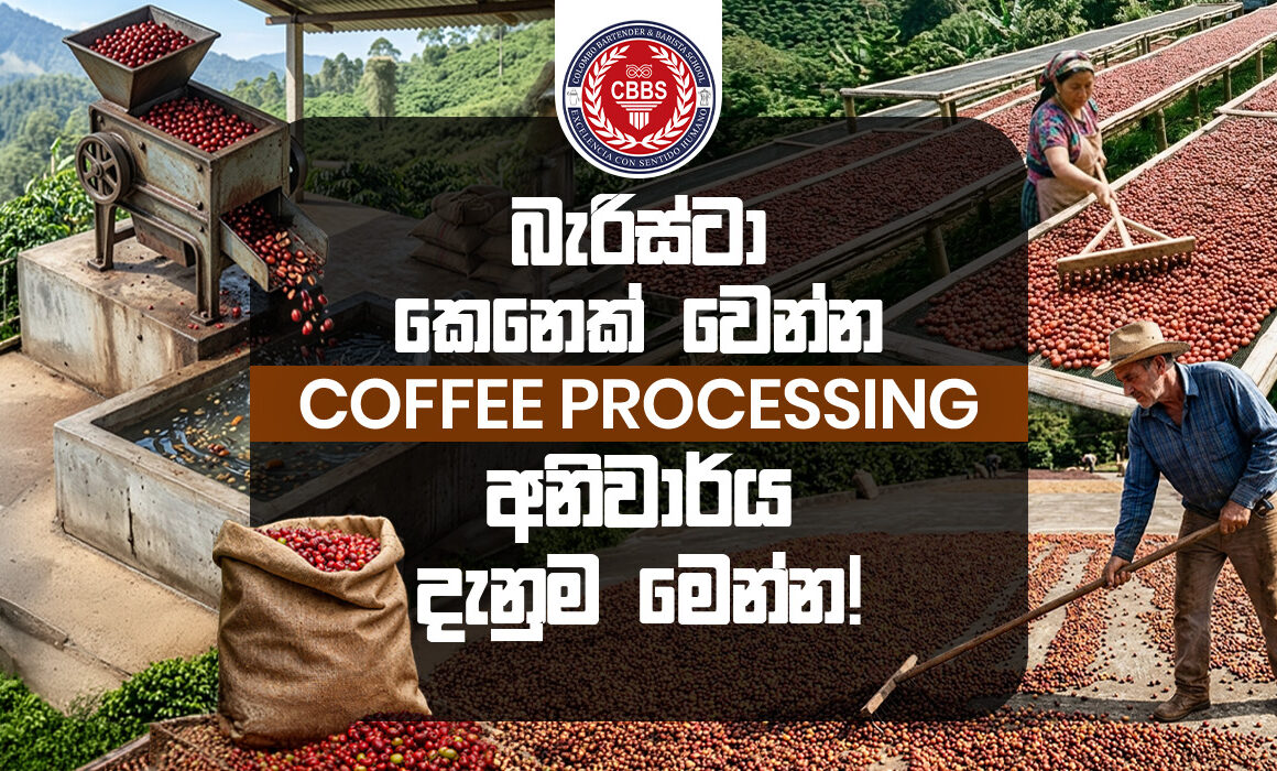 බැරිස්ටාර් කෙනෙක් වෙන්න COFFEE PROCESSING අනිවාර්ය දැනුම මෙන්න